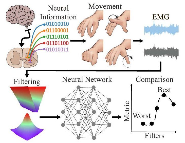 Neural information, movements and EMG, then filtering, a neural network and a comparison of filters