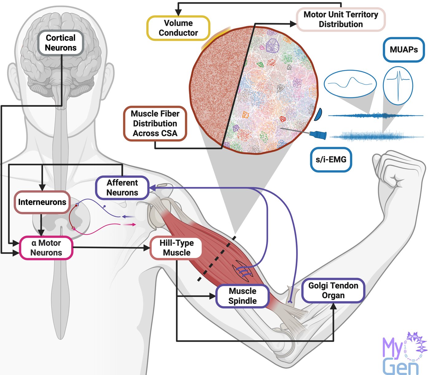 Cortical neurons, spinal motor neurons, afferents, muscle and the resulting EMG, simulated