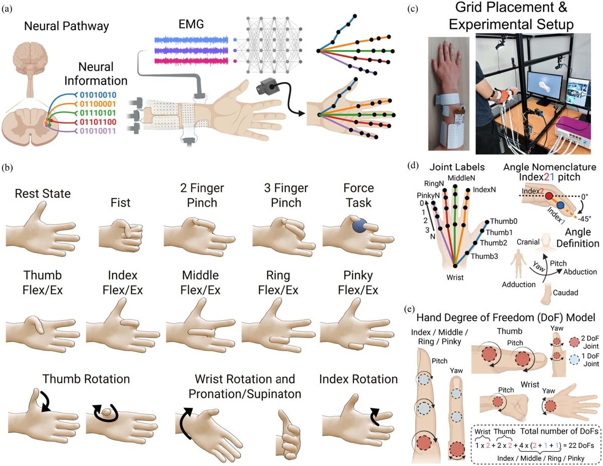 From spinal motor neurons to a 22-degree-of-freedom hand model