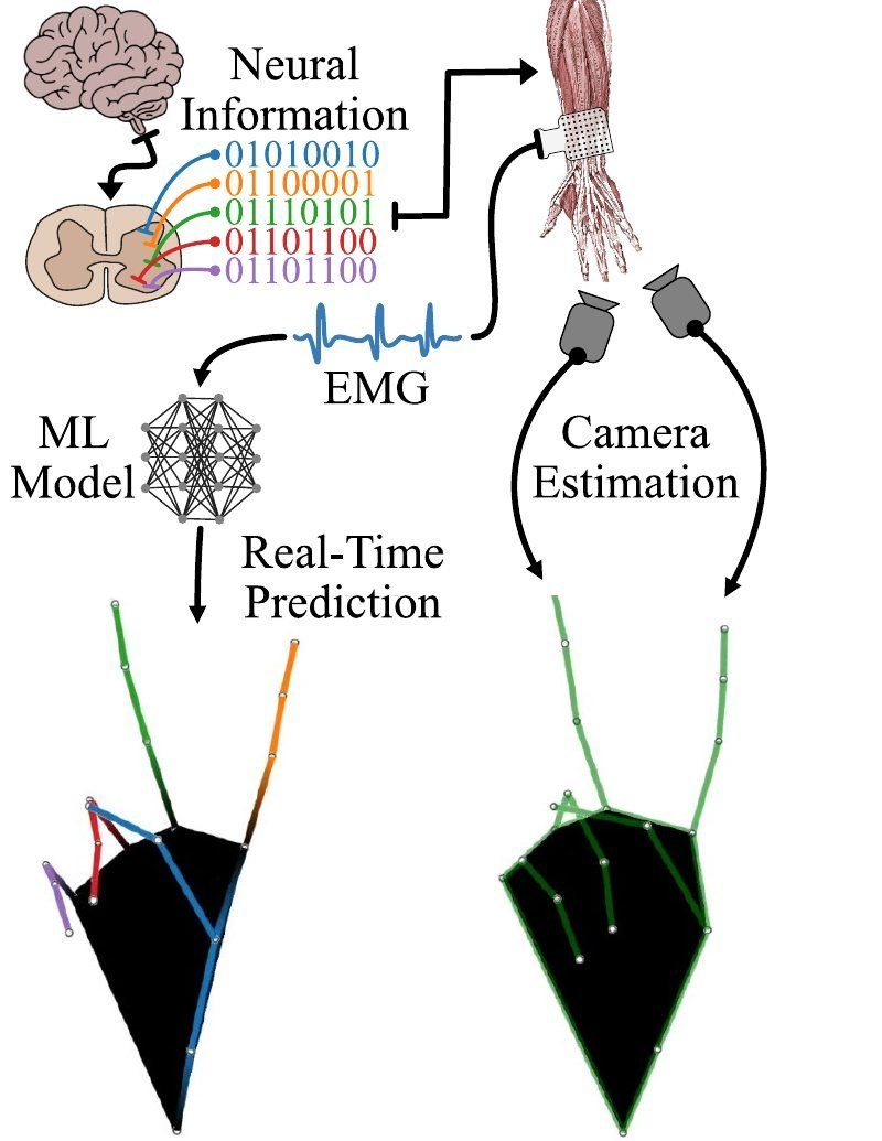 Neural-to-EMG pathway and real-time hand-kinematics estimates compared with camera-based estimates