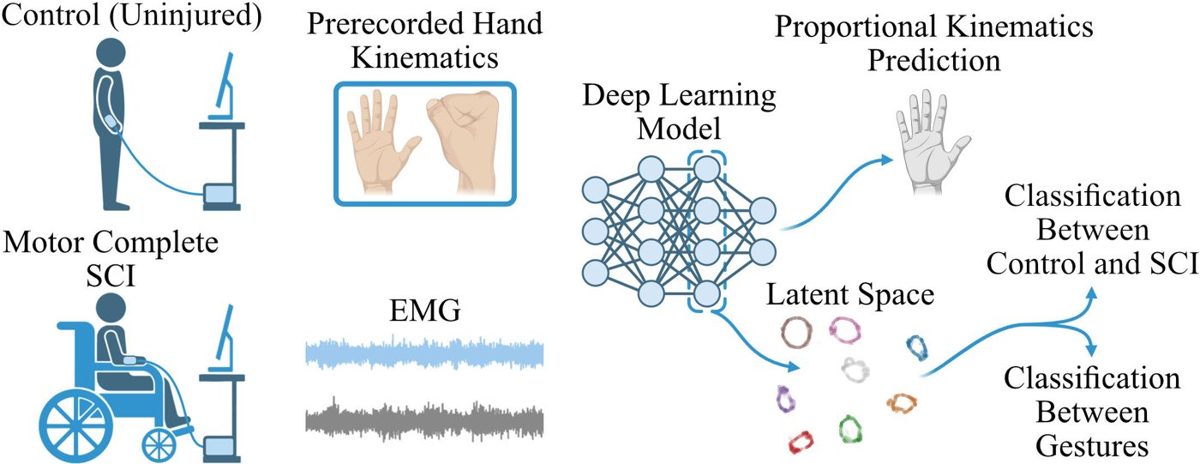 Uninjured and motor-complete SCI participants, EMG and kinematics feed a deep learning model whose latent space separates gestures and groups